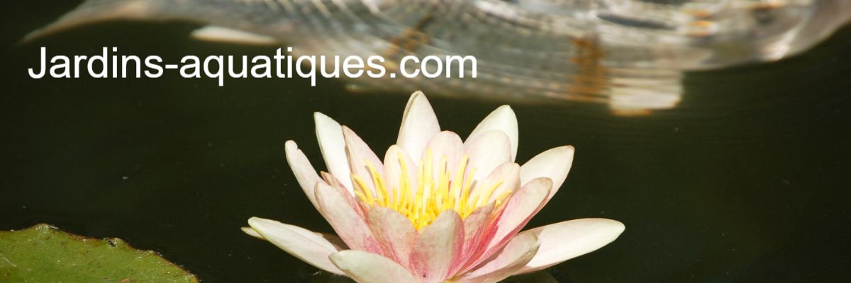 jardins-aquatiques.com jardins-aquatiques.com